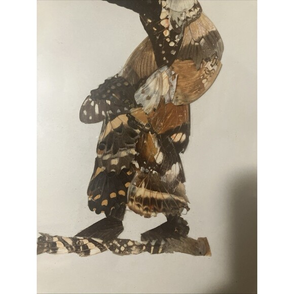 Two Vintage South African Framed Hand Crafted Butterfly Wing Art in Frames - Picture 6 of 16